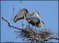 _1SB0240 great-blue herons on nest